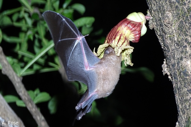 G. soricina feeding on the flower of a calabash tree (Crescentia alata, Bignoniaceae) (Santa Rosa, Costa Rica).
