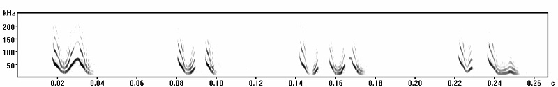 Glossophaga distress calls spectrogram