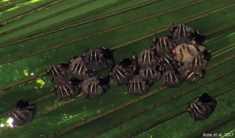 Hypopigmented Uroderma bilobatum in a leaf-tent in Panama