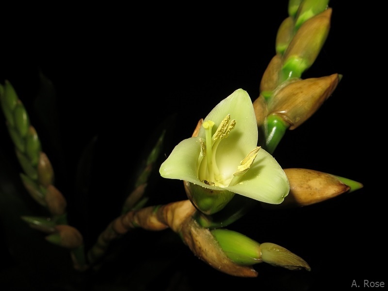 Flower of the bromeliad Werauhia sanguinolenta