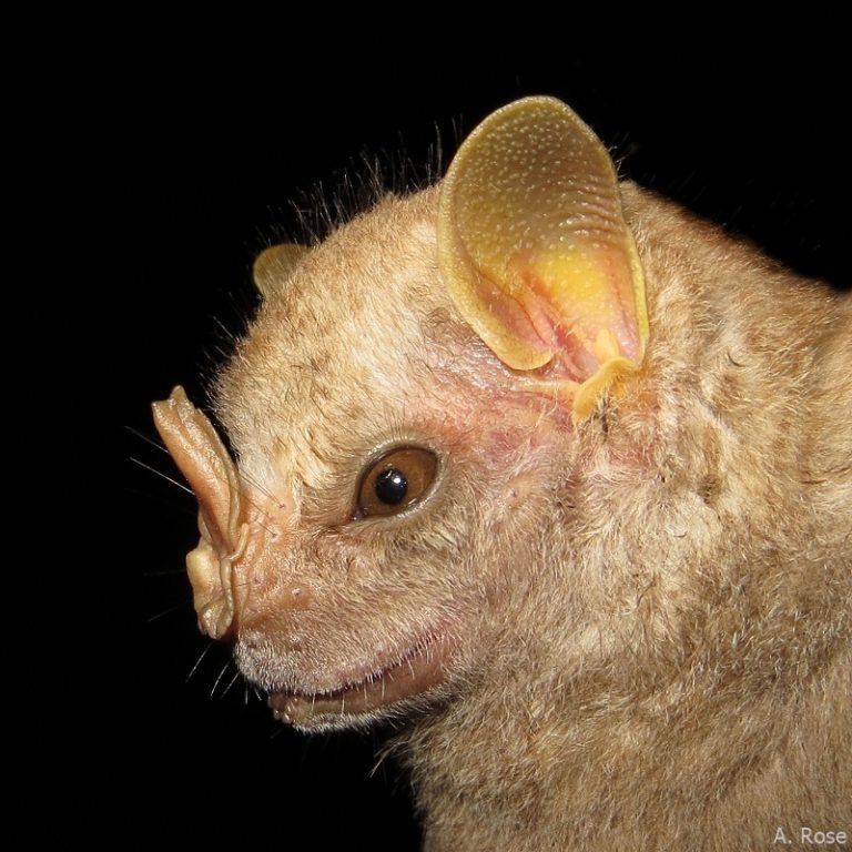 Phyllostomidae - Andreas Rose