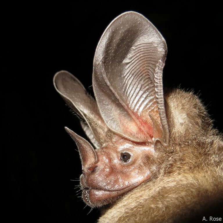Phyllostomidae - Andreas Rose
