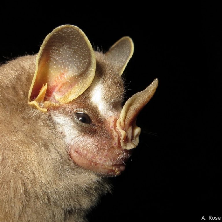 Phyllostomidae - Andreas Rose
