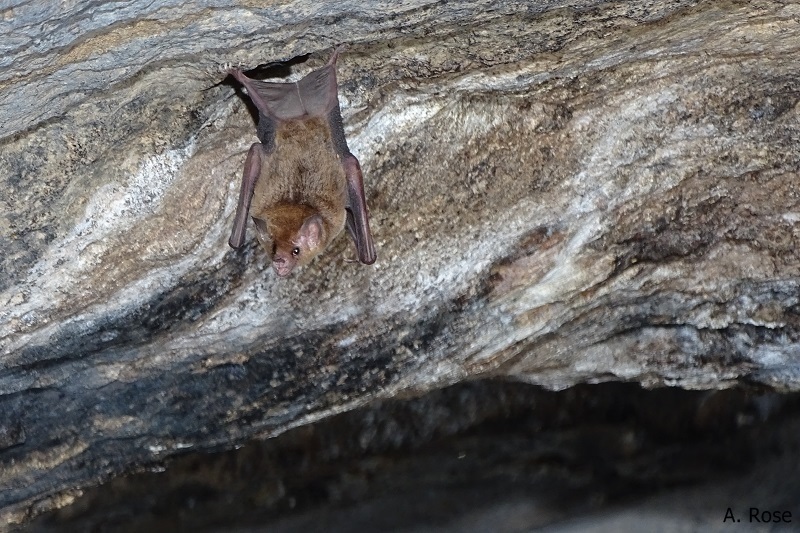 Glossophaga soricina male in a cave