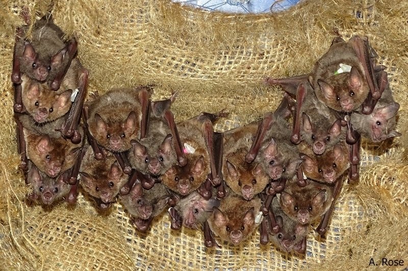 A group of ten temporarily captive mother-pup pairs of G. soricina. 