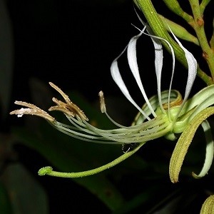 pollinated plants